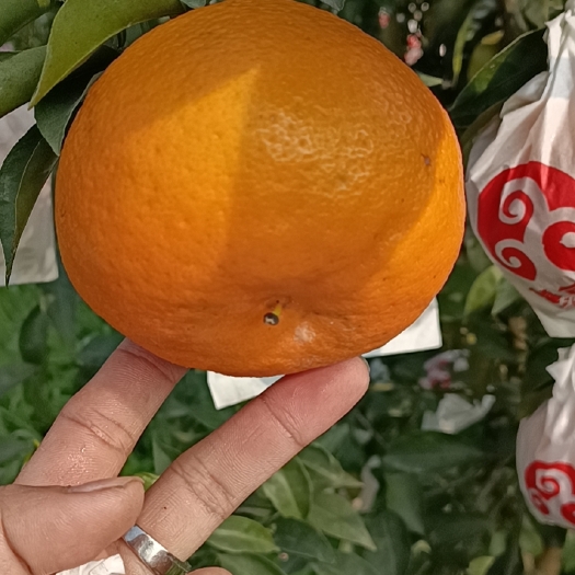 蒲江县四川春见耙耙柑，原产地一手货源，实地采摘。代办一条龙服务