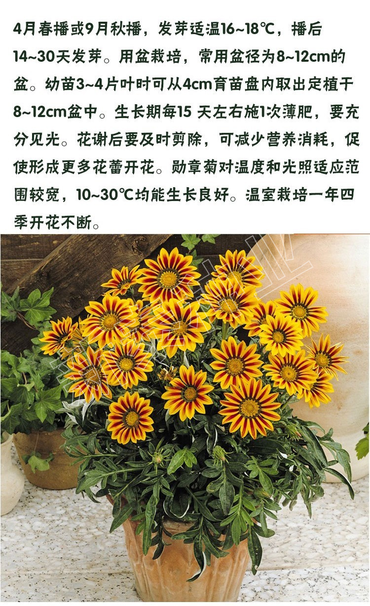 菊花種子  勛章菊種子四季花種非洲太陽花菊花陽臺(tái)庭院盆栽花籽