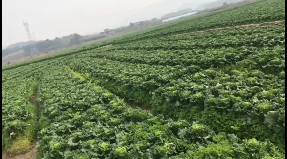青麻叶大白菜  秋绿60  白菜