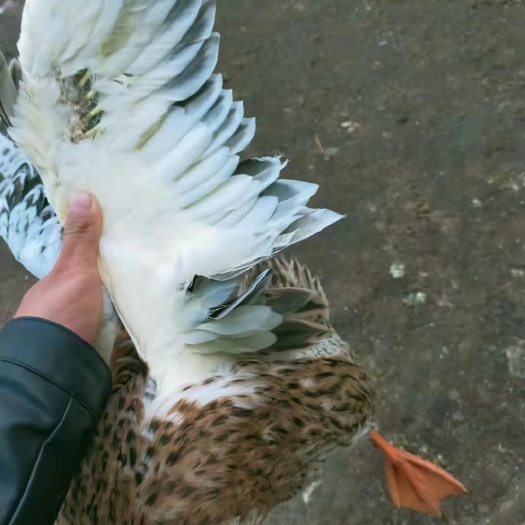 合浦县 广西麻鸭