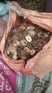 成都姜形黄精 黄精块茎