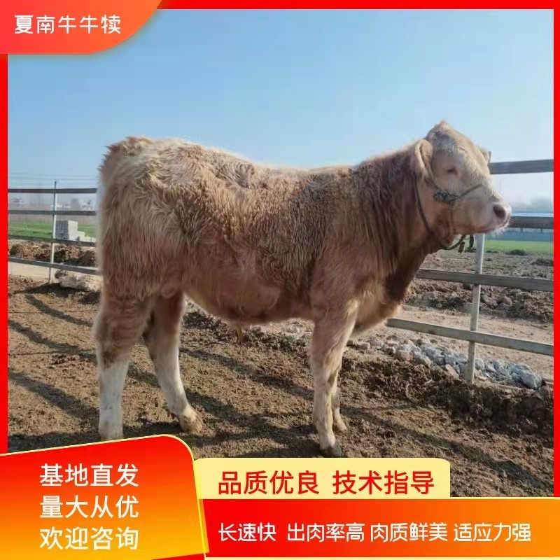 泌阳县夏洛莱牛    夏南牛 300-500斤 公母混合 牛犊 4-5