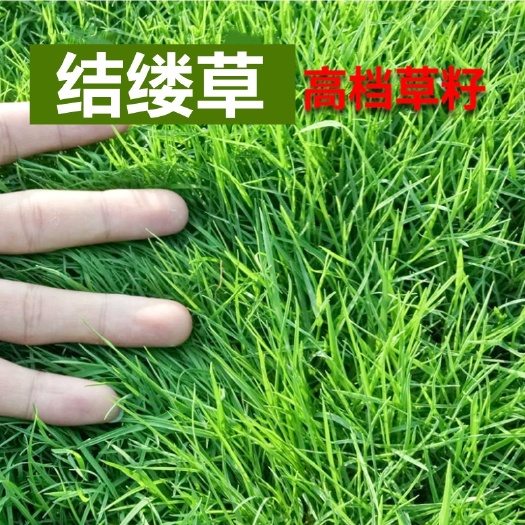  结缕草种子 草坪草籽四季长青矮生耐践踏庭院足球场草种子