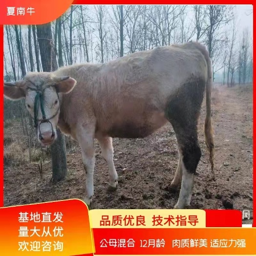 肉牛   夏南牛300-500斤纯种优质精品牛犊