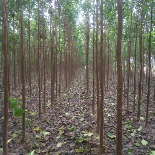 周口 淮陈楸树基地6公分精品楸树