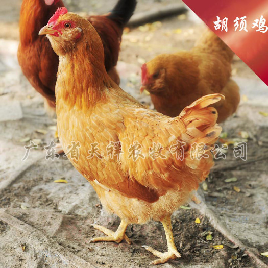 广州三黄鸡苗 胡须鸡苗 龙门胡须鸡 公母苗可鉴别 全国发货
