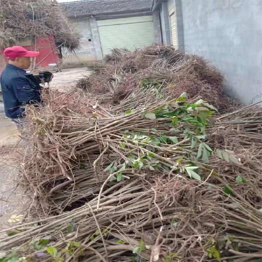 会同县湖南盐肤木苗，盐肤木树苗批发，五倍子树苗