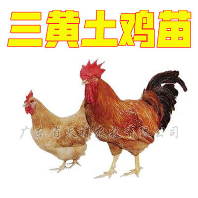 广州三黄鸡苗 三黄鸡土1.5鸡苗 小土二母鸡 大土二母鸡