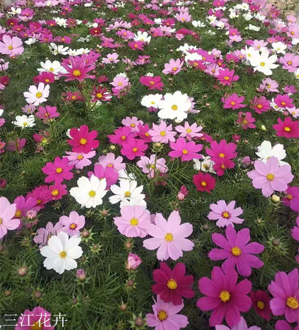 波斯菊 花海景观绿化工程苗 山东基地直发格桑花杯苗