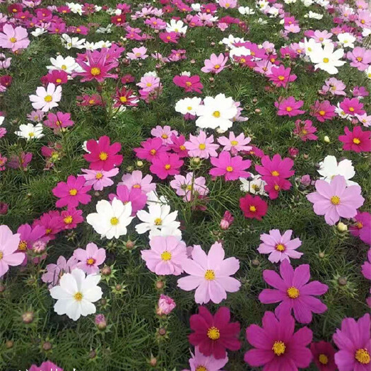 波斯菊 花海景观绿化工程苗 山东基地直发格桑花杯苗