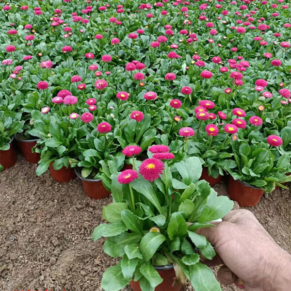 山东雏菊基地 广场花坛点缀 雏菊绿化苗 观赏花卉春菊