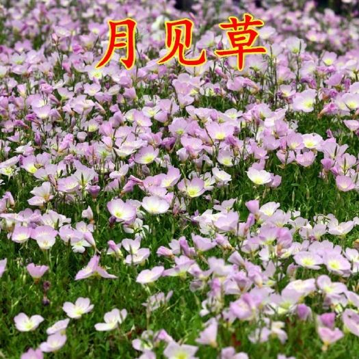  月见草种子美丽粉花多年生宿根花卉种籽园艺春秋播草花耐寒花籽