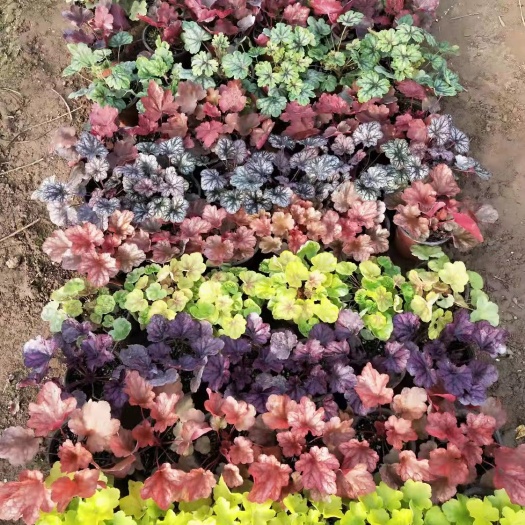 青州市花叶珊瑚 矾根基地 各种规格   各种花色