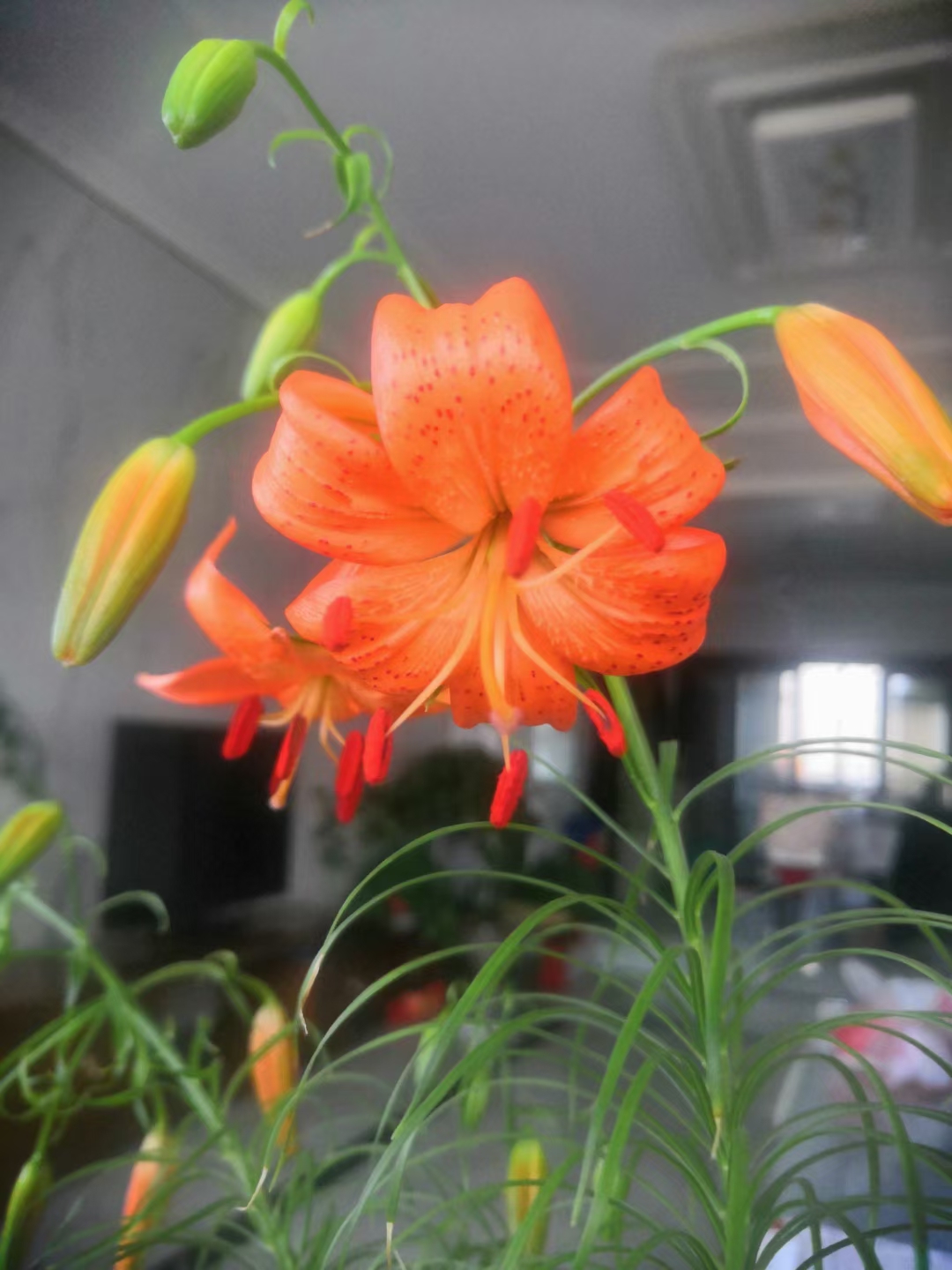 百合种球 兰州食用甜百合种植种球甘肃百合兰州百合