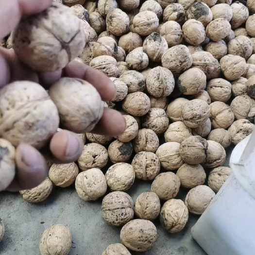汾阳市纸皮核桃 礼品核桃