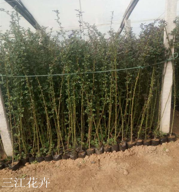  藤本月季小苗培育 呈藤状或蔓状 花色丰富 花香浓郁