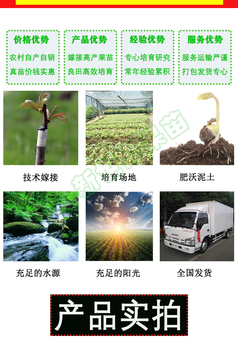 杨梅树树苗嫁接盆栽果苗白梅红梅水晶杨梅黑炭杨梅树苗东魁杨梅苗