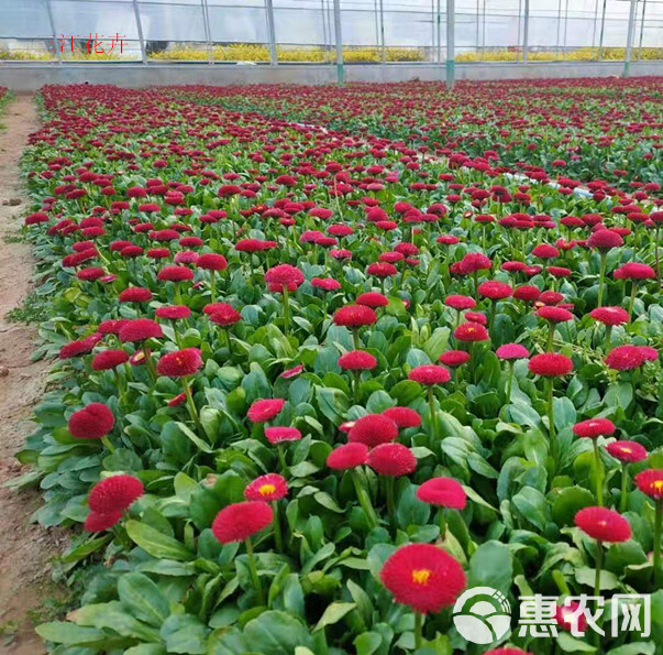 山东雏菊基地 广场花坛点缀 雏菊绿化苗 观赏花卉春菊