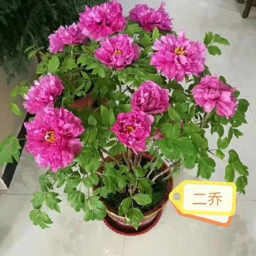 菏泽多花芍药  菏泽正宗反季节催花牡丹～二乔