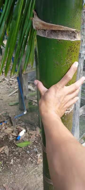 三亚槟榔苗 槟榔树整棵出售，3米到4米高