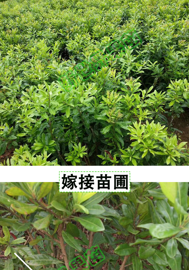 杨梅树树苗嫁接盆栽果苗白梅红梅水晶杨梅黑炭杨梅树苗东魁杨梅苗