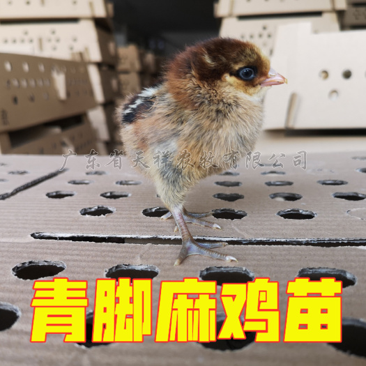 广州小种青脚麻鸡苗  青脚土鸡苗 温氏A2青脚麻 大种青脚麻