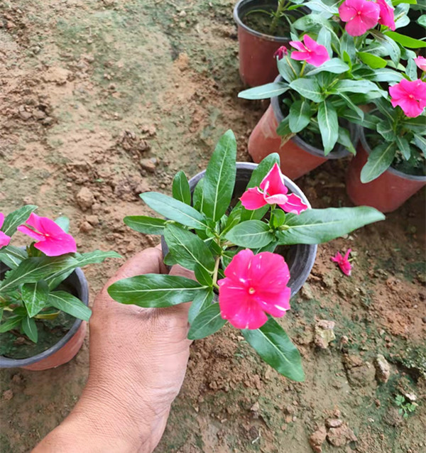 长春花基地直供、长春花价格优惠