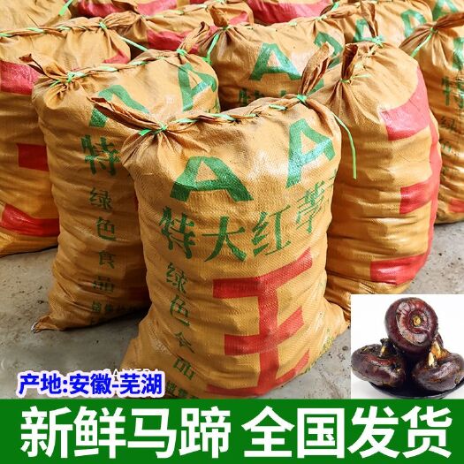 无为市精选荸荠马蹄个大地雷子口感甜产地直销农户现挖特大果批发