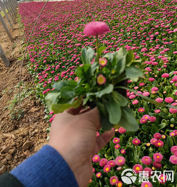 山东雏菊基地 广场花坛点缀 雏菊绿化苗 观赏花卉春菊