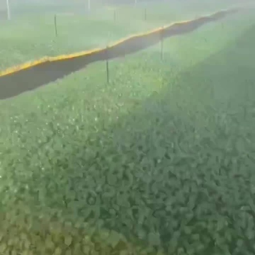 鄄城县地插杆 高作物地插微喷