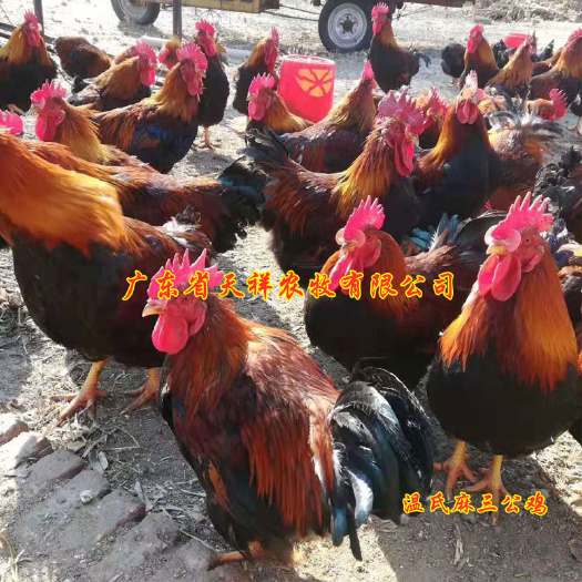 广州温氏麻三公苗 温氏育种麻三公