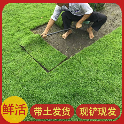 西安草坪真草坪果岭草百慕大四季青高羊茅千亩草坪有现货