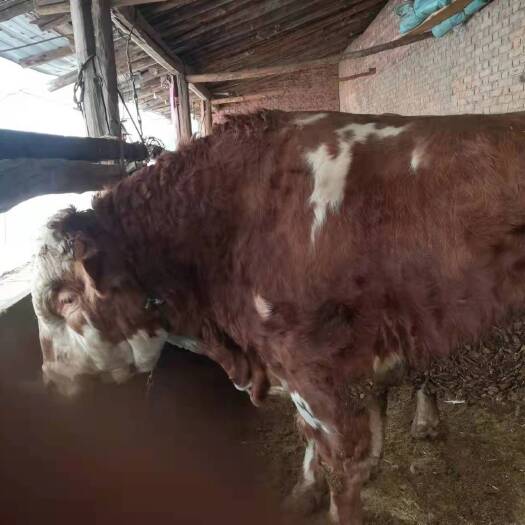 忻州西门塔尔牛 肥牛出售
