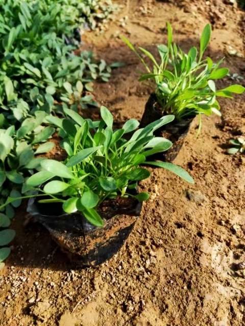 青州市地被菊 金鸡菊