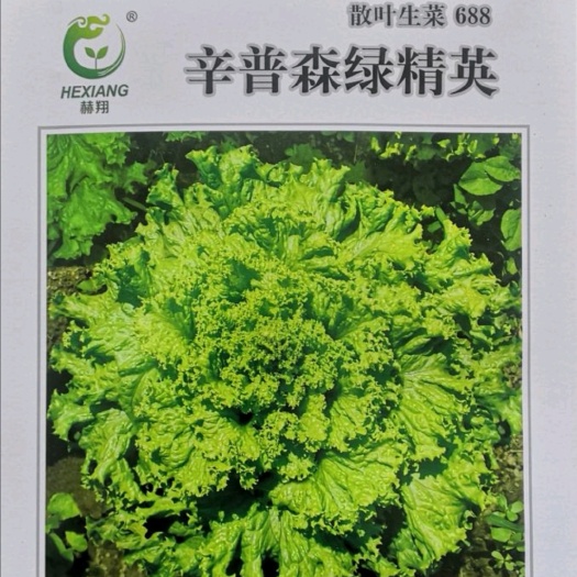 杜绝假货生菜种子辛普森中早熟散叶耐热晚抽苔耐运输整齐亮绿