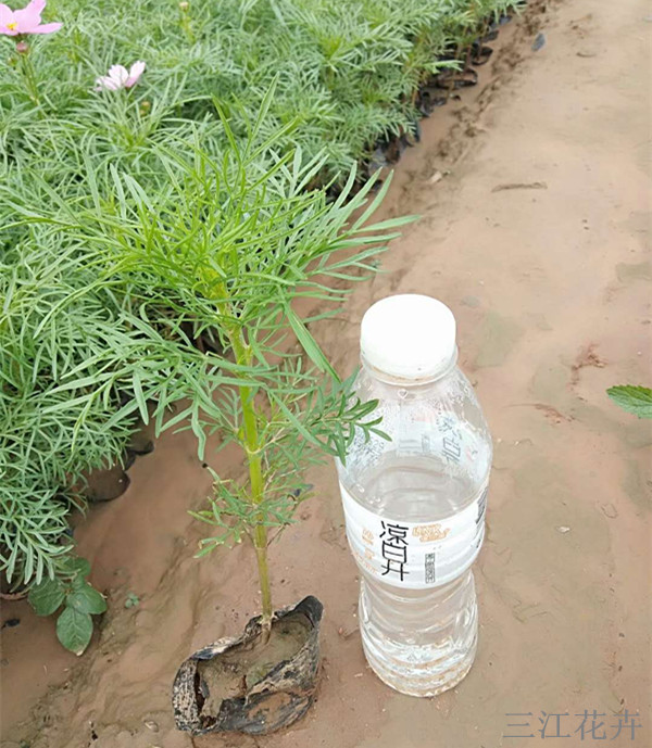 波斯菊 花海景观绿化工程苗 山东基地直发格桑花杯苗