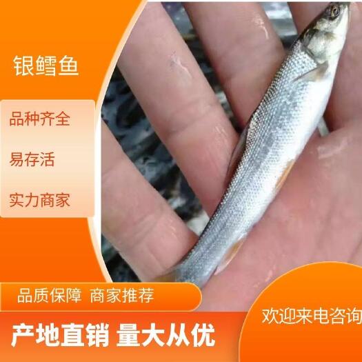 昆明银雪鱼苗 长期供应各种规格鱼苗成品鱼放鱼塘，想要什么鱼都