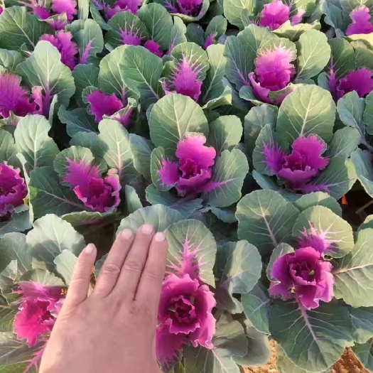 青州市 羽衣甘蓝  各种规格    各种花色