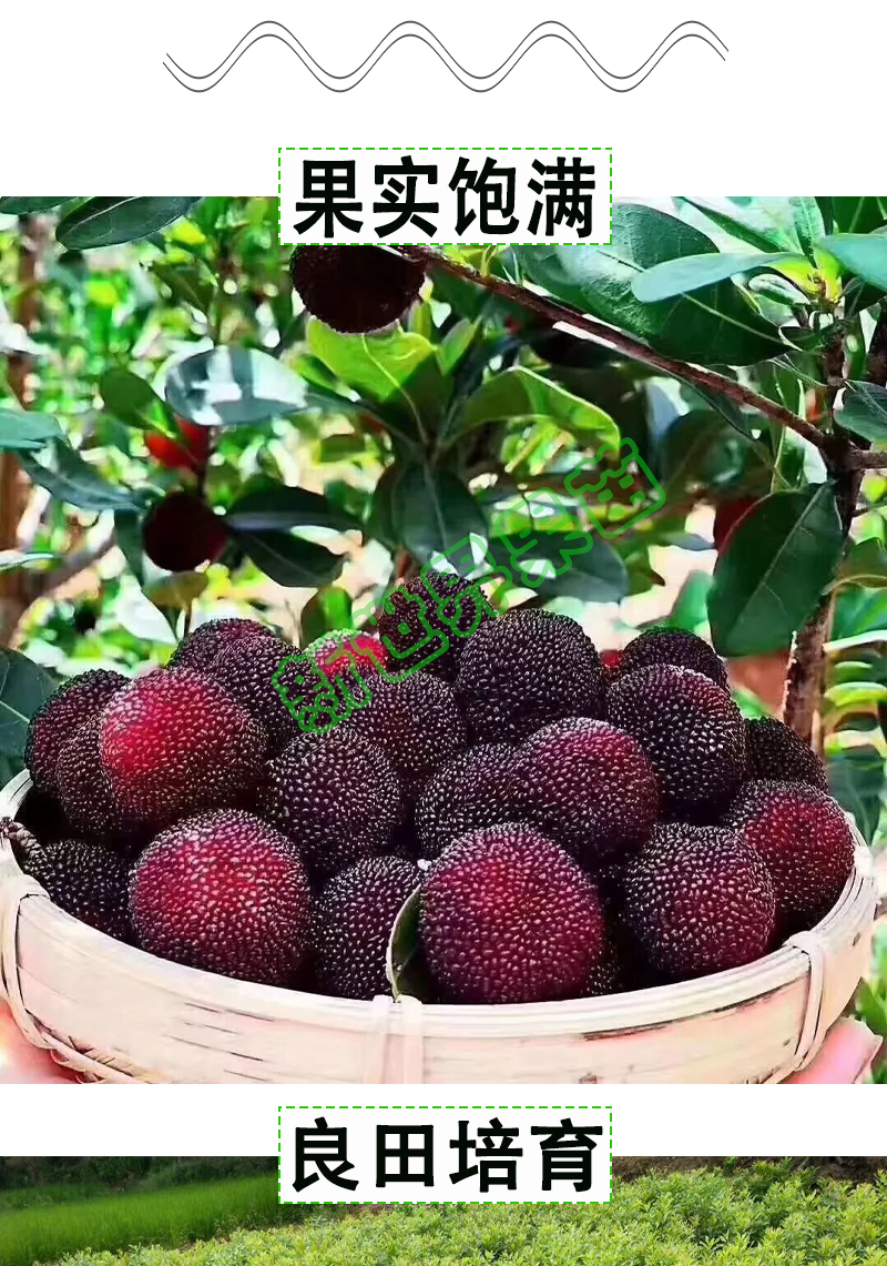 杨梅树树苗嫁接盆栽果苗白梅红梅水晶杨梅黑炭杨梅树苗东魁杨梅苗