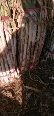 邯郸长白大葱基地货源充足现货干葱