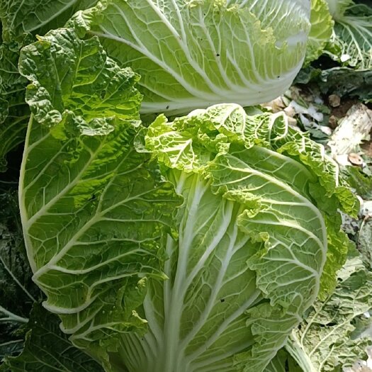 临泉县 安徽大白菜自家种植，自产自销。