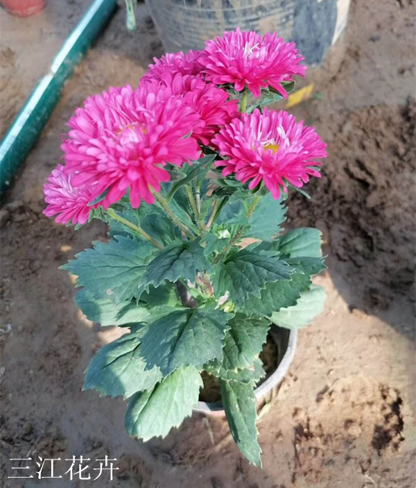 双色盆翠菊价格  翠菊培育基地 园林绿化植物批发商