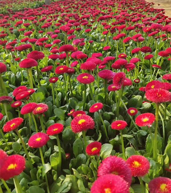 山东雏菊基地 广场花坛点缀 雏菊绿化苗 观赏花卉春菊