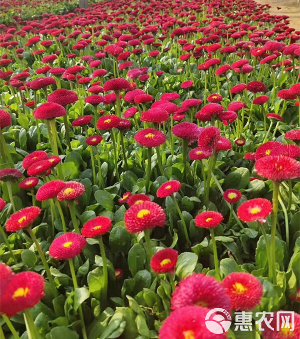 山东雏菊基地 广场花坛点缀 雏菊绿化苗 观赏花卉春菊