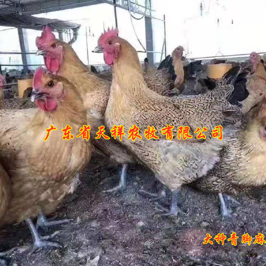 广州快大青脚麻鸡苗 大种青脚麻鸡苗 公母苗可鉴别