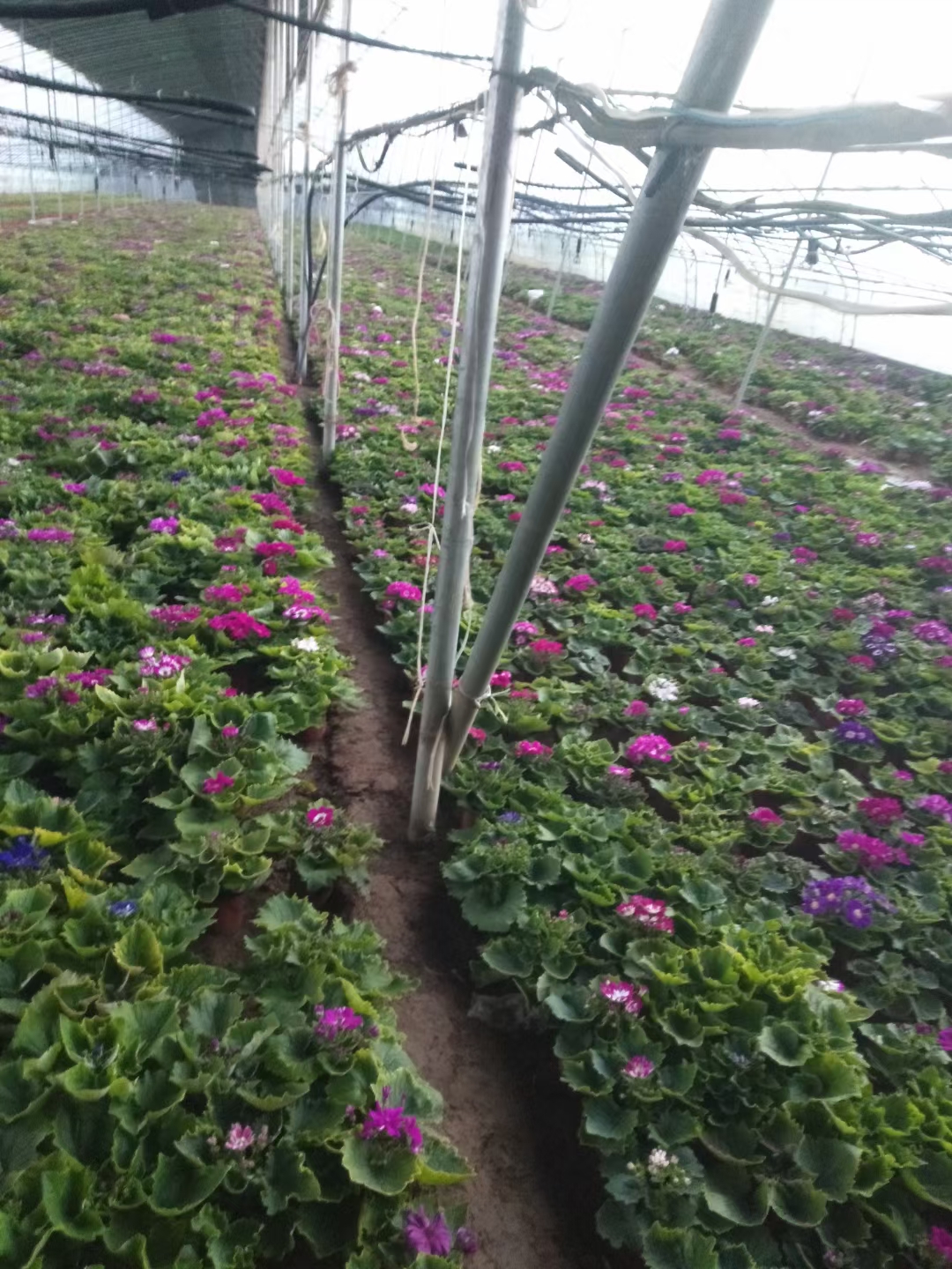 青州市瓜叶菊盆栽 瓜叶菊种植，多色瓜叶菊上市，青州瓜叶菊种植基地大量供应