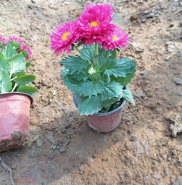 双色盆翠菊价格  翠菊培育基地 园林绿化植物批发商