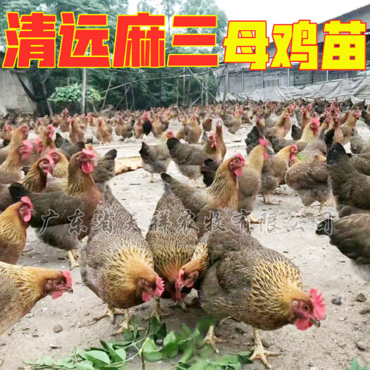 广州清远麻三母鸡苗 清远麻三公苗 疫苗齐全 全国发货