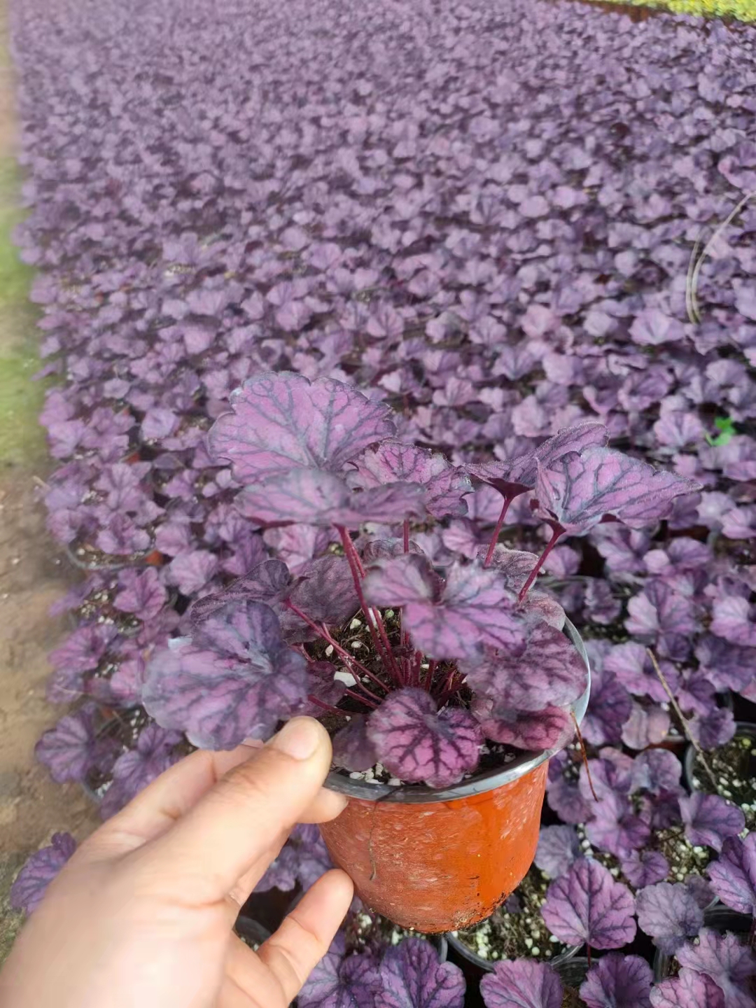 花叶珊瑚 矾根基地 各种规格   各种花色