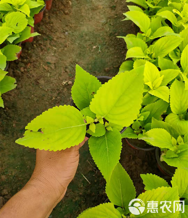  山东草花基地 彩叶草 花絮多密集 喜温暖气候 园林绿化种植